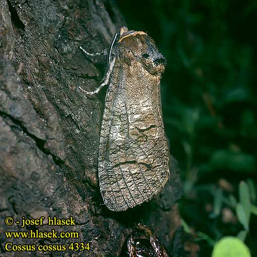 Cossus cossus Goat Moth Cossus gâte-bois Fűz-farontólepke Weidenbohrer Trociniarka czerwica Drevotoč obyčajný Dvropleň obecný Миризлив дървесинояд 芳香木蠹蛾 Pileborer Puuntuhooja Wilgenhoutrups Wilgenhoutvlinder Rodilegno rosso Gluosninis medgręžis Vanlig tredreper Denumire stiintifica Древоточец пахучий ивовый Vrbov zavrtač vrbar Vanlig träfjäril Vedborre Ağaç kızılkurdu kızıl kurdu