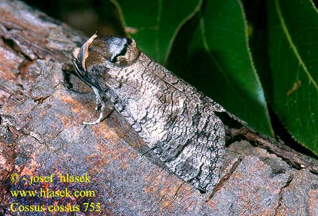 Cossus cossus Weidenbohrer Trociniarka czerwica Drevotoč obyčajný Dvropleň obecný Миризлив дървесинояд 芳香木蠹蛾 Pileborer Puuntuhooja Wilgenhoutrups Wilgenhoutvlinder Rodilegno rosso Gluosninis medgręžis Vanlig tredreper Denumire stiintifica Древоточец пахучий ивовый Vrbov zavrtač vrbar Vanlig träfjäril Vedborre Ağaç kızılkurdu kızıl kurdu Goat Moth Cossus gâte-bois Fűz-farontólepke