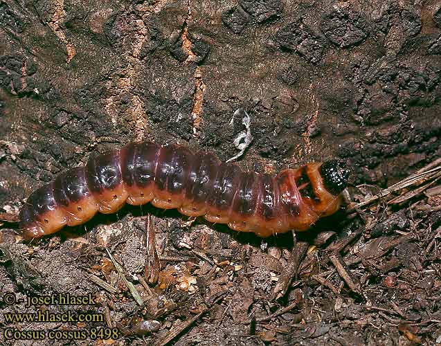 Cossus cossus Dvropleň obecný Миризлив дървесинояд 芳香木蠹蛾 Pileborer Puuntuhooja Wilgenhoutrups Wilgenhoutvlinder Rodilegno rosso Gluosninis medgręžis Vanlig tredreper Denumire stiintifica Древоточец пахучий ивовый Vrbov zavrtač vrbar Vanlig träfjäril Vedborre Ağaç kızılkurdu kızıl kurdu Goat Moth Cossus gâte-bois Fűz-farontólepke Weidenbohrer Trociniarka czerwica Drevotoč obyčajný