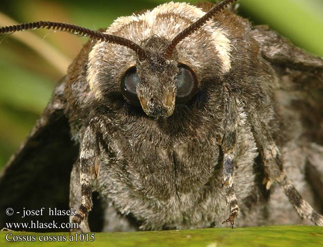 Cossus cossus 芳香木蠹蛾 Pileborer Puuntuhooja Wilgenhoutrups Wilgenhoutvlinder Rodilegno rosso Gluosninis medgręžis Vanlig tredreper Denumire stiintifica Древоточец пахучий ивовый Vrbov zavrtač vrbar Vanlig träfjäril Vedborre Ağaç kızılkurdu kızıl kurdu Goat Moth Cossus gâte-bois Fűz-farontólepke Weidenbohrer Trociniarka czerwica Drevotoč obyčajný Dvropleň obecný Миризлив дървесинояд