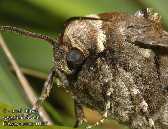 Cossus cossus Rodilegno rosso Gluosninis medgręžis Vanlig tredreper Denumire stiintifica Древоточец пахучий ивовый Vrbov zavrtač vrbar Vanlig träfjäril Vedborre Ağaç kızılkurdu kızıl kurdu Goat Moth Cossus gâte-bois Fűz-farontólepke Weidenbohrer Trociniarka czerwica Drevotoč obyčajný Dvropleň obecný Миризлив дървесинояд 芳香木蠹蛾 Pileborer Puuntuhooja Wilgenhoutrups Wilgenhoutvlinder