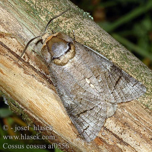 Cossus cossus Vrbov zavrtač vrbar Vanlig träfjäril Vedborre Ağaç kızılkurdu kızıl kurdu Goat Moth Cossus gâte-bois Fűz-farontólepke Weidenbohrer Trociniarka czerwica Drevotoč obyčajný Dvropleň obecný Миризлив дървесинояд 芳香木蠹蛾 Pileborer Puuntuhooja Wilgenhoutrups Wilgenhoutvlinder Rodilegno rosso Gluosninis medgręžis Vanlig tredreper Denumire stiintifica Древоточец пахучий ивовый