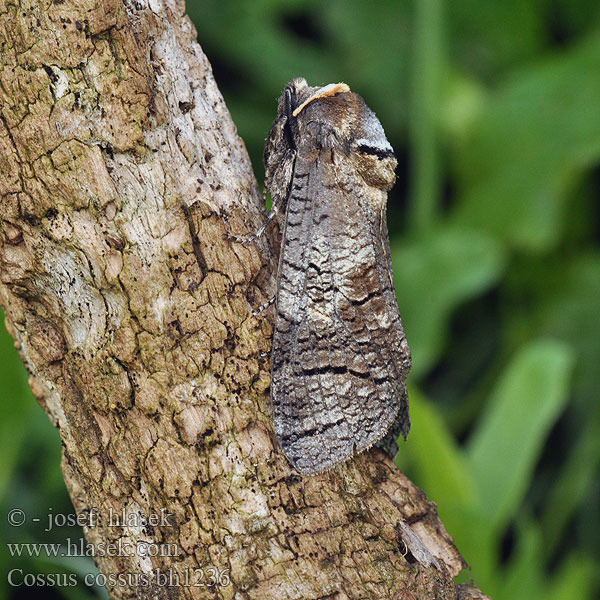 Ağaç kızılkurdu kızıl kurdu Goat Moth Cossus gâte-bois Fűz-farontólepke Weidenbohrer Trociniarka czerwica Drevotoč obyčajný Dvropleň obecný Миризлив дървесинояд 芳香木蠹蛾 Pileborer Puuntuhooja Wilgenhoutrups Wilgenhoutvlinder Rodilegno rosso Gluosninis medgręžis Vanlig tredreper Denumire stiintifica Древоточец пахучий ивовый Cossus cossus Vrbov zavrtač vrbar Vanlig träfjäril Vedborre