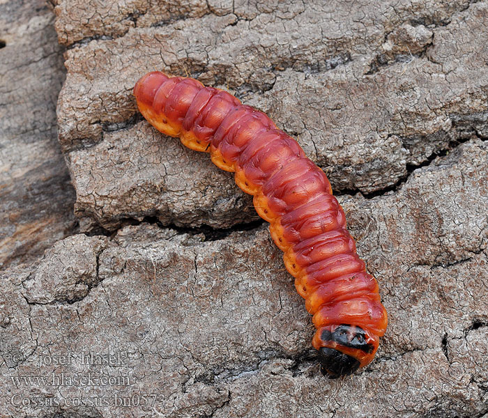 Cossus cossus Fűz-farontólepke Weidenbohrer