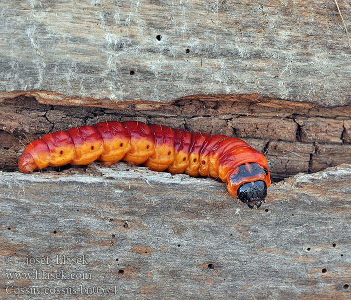 Cossus cossus Trociniarka czerwica Drevotoč obyčajný