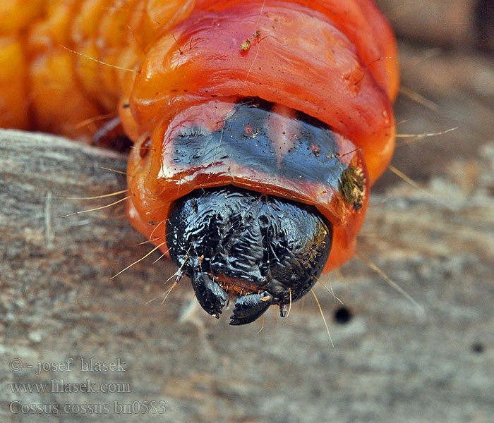 Cossus cossus Dvropleň obecný Миризлив дървесинояд