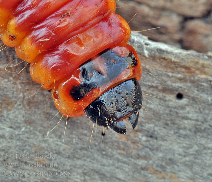 Cossus cossus 芳香木蠹蛾 Pileborer Puuntuhooja Wilgenhoutrups