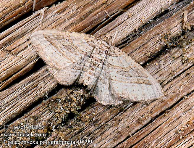 Costaconvexa polygrammata Píďalka pruhovaná Many-Lined Moth