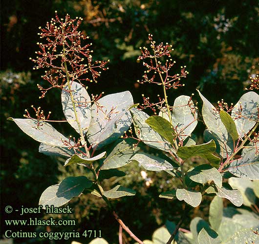 Cotinus coggygria Smoketree Parykbusk peruukkipensas