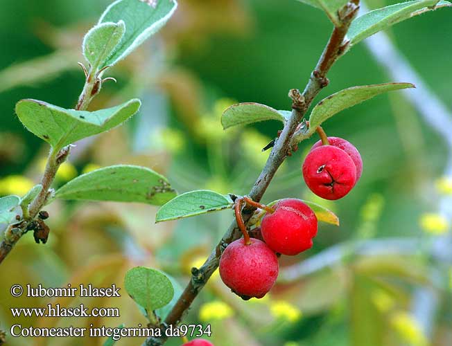 Cotoneaster integerrima da9734