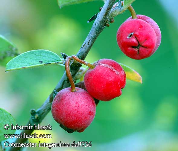 Cotoneaster integerrima da9736