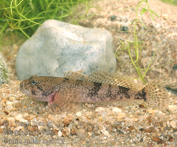 Cottus gobio ag4019