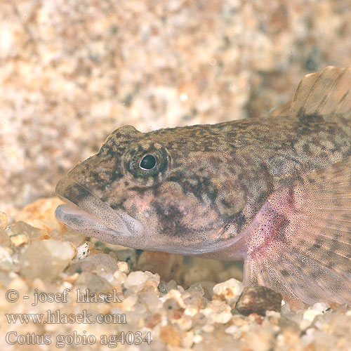 Cottus gobio ag4034