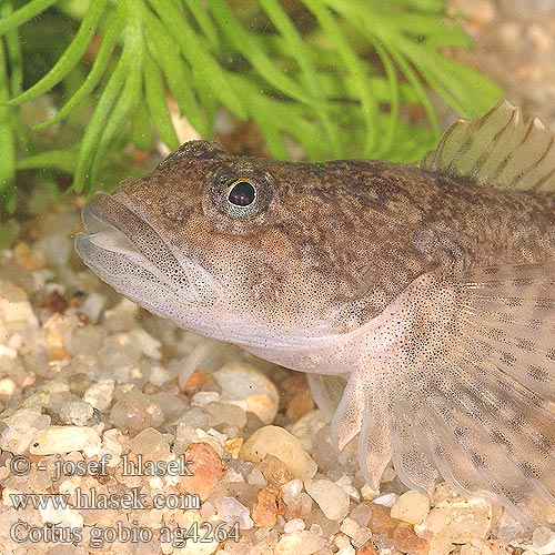 Cottus gobio ag4264