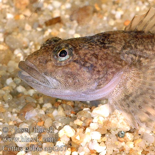 Cottus gobio ag4267