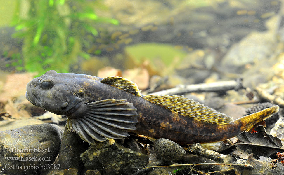 Cottus gobio hd3087