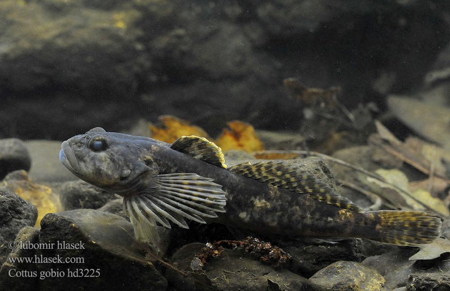 Cottus_gobio_hd3225