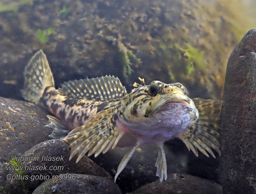 Cottus gobio