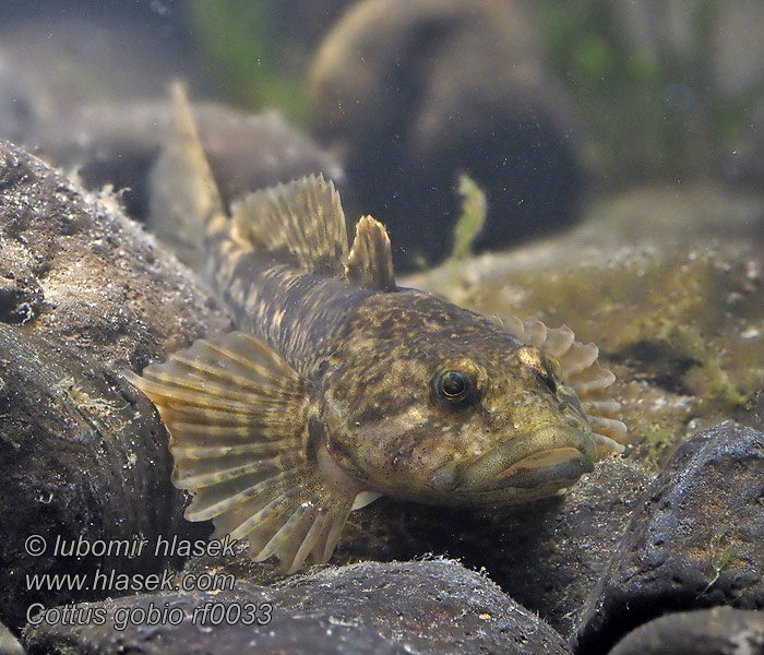 Cottus gobio