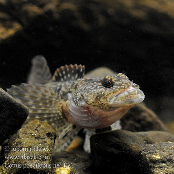 Cottus poecilopus Vranka pruhoploutvá Hlaváč pásoplutvý Głowacz pręgopłetwy Bergsimpa Steinsmett Siberian bullhead Alpine Ostgroppe Sibirische Groppe Kirjoeväsimppu Бабець барвистоногий Cifra kölönte 둑중개 Raibapelekis kūjagalvis Бабець пестроногый 花足杜父魚