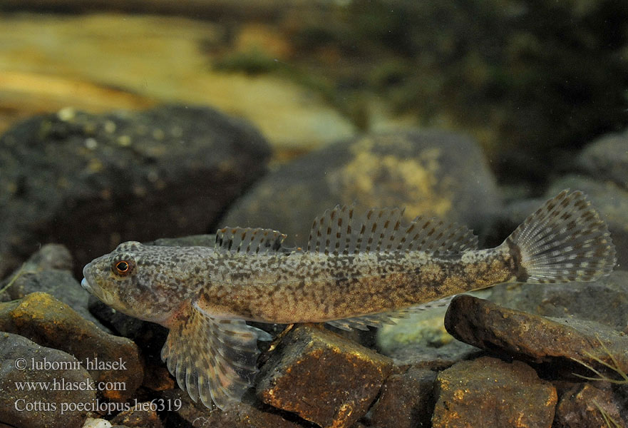 Siberian bullhead Alpine Ostgroppe Sibirische Groppe Kirjoeväsimppu Бабець барвистоногий Cifra kölönte 둑중개 Raibapelekis kūjagalvis Бабець пестроногый 花足杜父魚 Cottus poecilopus Vranka pruhoploutvá Hlaváč pásoplutvý Głowacz pręgopłetwy Bergsimpa Steinsmett