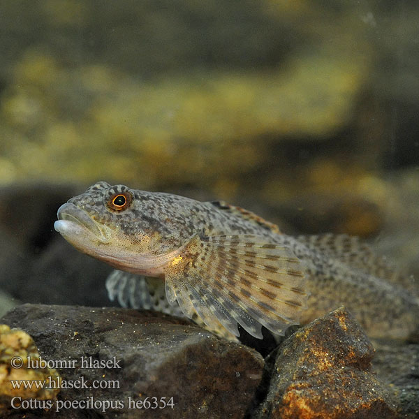 Raibapelekis kūjagalvis Бабець пестроногый 花足杜父魚 Cottus poecilopus Vranka pruhoploutvá Hlaváč pásoplutvý Głowacz pręgopłetwy Bergsimpa Steinsmett Siberian bullhead Alpine Ostgroppe Sibirische Groppe Kirjoeväsimppu Бабець барвистоногий Cifra kölönte 둑중개