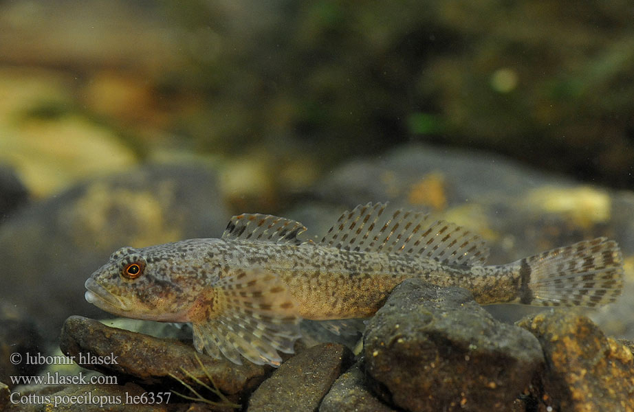 花足杜父魚 Cottus poecilopus Vranka pruhoploutvá Hlaváč pásoplutvý Głowacz pręgopłetwy Bergsimpa Steinsmett Siberian bullhead Alpine Ostgroppe Sibirische Groppe Kirjoeväsimppu Бабець барвистоногий Cifra kölönte 둑중개 Raibapelekis kūjagalvis Бабець пестроногый