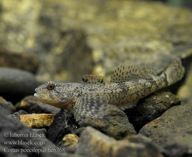 Vranka pruhoploutvá Hlaváč pásoplutvý Głowacz pręgopłetwy Bergsimpa Steinsmett Siberian bullhead Alpine Ostgroppe Sibirische Groppe Kirjoeväsimppu Бабець барвистоногий Cifra kölönte 둑중개 Raibapelekis kūjagalvis Бабець пестроногый 花足杜父魚 Cottus poecilopus