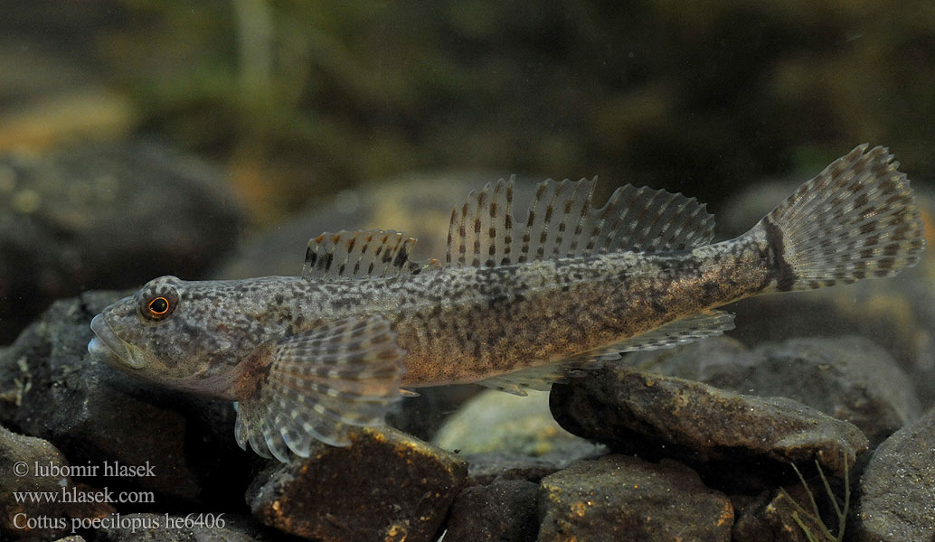 Hlaváč pásoplutvý Głowacz pręgopłetwy Bergsimpa Steinsmett Siberian bullhead Alpine Ostgroppe Sibirische Groppe Kirjoeväsimppu Бабець барвистоногий Cifra kölönte 둑중개 Raibapelekis kūjagalvis Бабець пестроногый 花足杜父魚 Cottus poecilopus Vranka pruhoploutvá