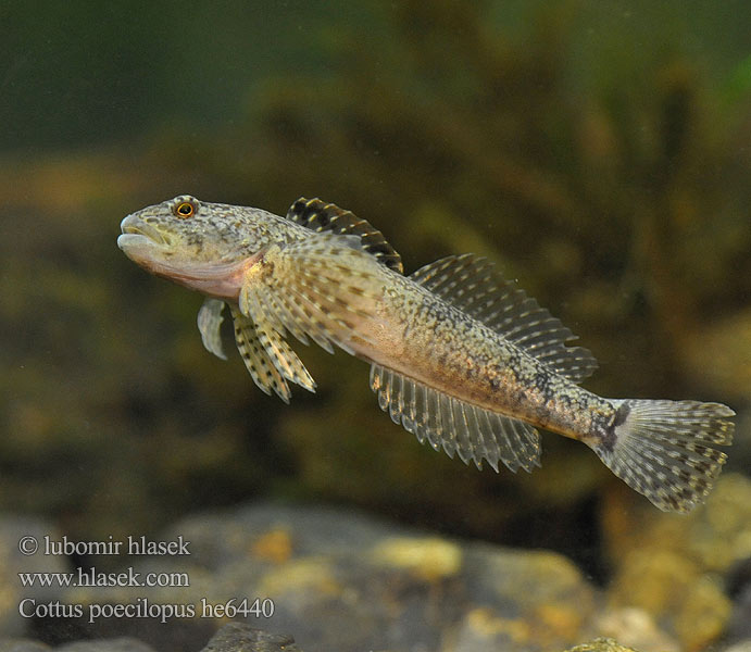 Bergsimpa Steinsmett Siberian bullhead Alpine Ostgroppe Sibirische Groppe Kirjoeväsimppu Бабець барвистоногий Cifra kölönte 둑중개 Raibapelekis kūjagalvis Бабець пестроногый 花足杜父魚 Cottus poecilopus Vranka pruhoploutvá Hlaváč pásoplutvý Głowacz pręgopłetwy