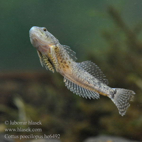 Cottus poecilopus he6492