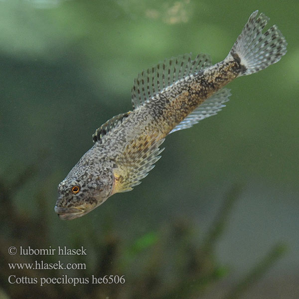 Cottus poecilopus he6506