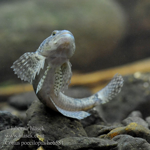 Cifra kölönte 둑중개 Raibapelekis kūjagalvis Бабець пестроногый 花足杜父魚 Cottus poecilopus Vranka pruhoploutvá Hlaváč pásoplutvý Głowacz pręgopłetwy Bergsimpa Steinsmett Siberian bullhead Alpine Ostgroppe Sibirische Groppe Kirjoeväsimppu Бабець барвистоногий