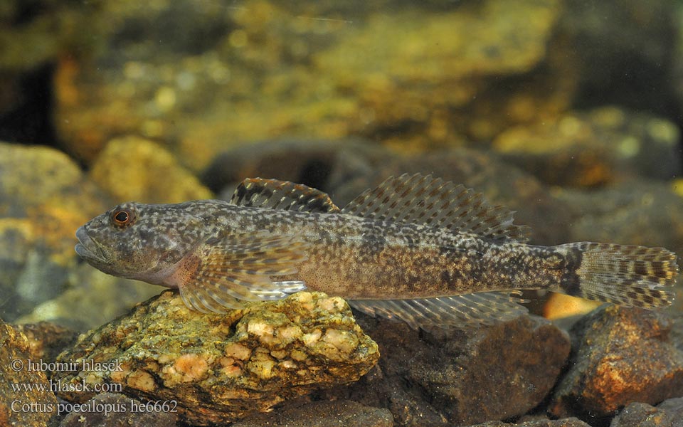 둑중개 Raibapelekis kūjagalvis Бабець пестроногый 花足杜父魚 Cottus poecilopus Vranka pruhoploutvá Hlaváč pásoplutvý Głowacz pręgopłetwy Bergsimpa Steinsmett Siberian bullhead Alpine Ostgroppe Sibirische Groppe Kirjoeväsimppu Бабець барвистоногий Cifra kölönte