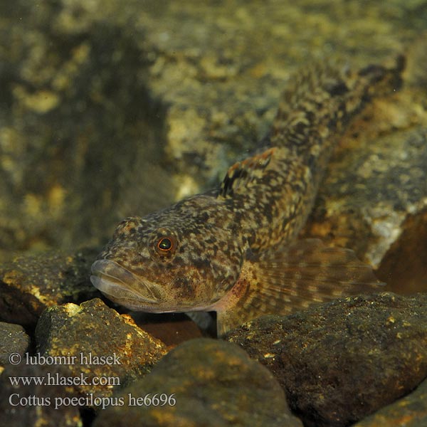 Бабець пестроногый 花足杜父魚 Cottus poecilopus Vranka pruhoploutvá Hlaváč pásoplutvý Głowacz pręgopłetwy Bergsimpa Steinsmett Siberian bullhead Alpine Ostgroppe Sibirische Groppe Kirjoeväsimppu Бабець барвистоногий Cifra kölönte 둑중개 Raibapelekis kūjagalvis