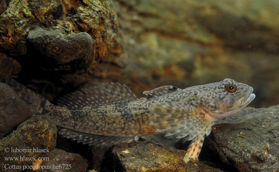 Cottus poecilopus Бабець пестроногый 花足杜父魚 Vranka pruhoploutvá Hlaváč pásoplutvý Głowacz pręgopłetwy Bergsimpa Steinsmett Siberian bullhead Alpine Ostgroppe Sibirische Groppe Kirjoeväsimppu Бабець барвистоногий Cifra kölönte 둑중개 Raibapelekis kūjagalvis