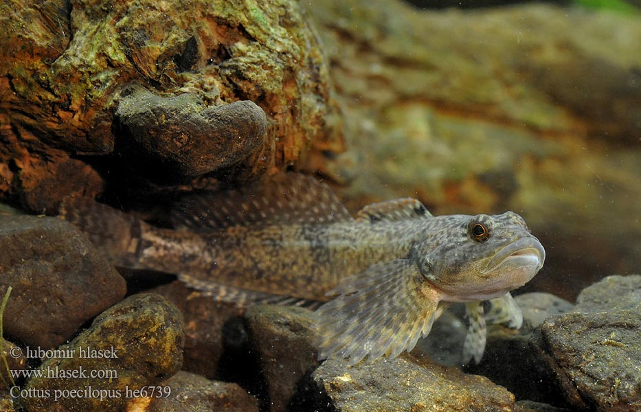 Cottus poecilopus Głowacz pręgopłetwy Bergsimpa Steinsmett Siberian bullhead Alpine Бабець пестроногый 花足杜父魚 Vranka pruhoploutvá Hlaváč pásoplutvý Ostgroppe Sibirische Groppe Kirjoeväsimppu Бабець барвистоногий Cifra kölönte 둑중개 Raibapelekis kūjagalvis