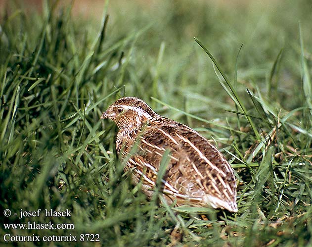 Coturnix coturnix 8722