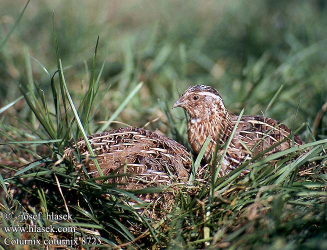 Common Quail Vagtel Viiriäinen Caille des blés Kwartel Quaglia Fürj Europäische Wachtel Przepiórka Prepelica poľná Křepelka polní Codorniz Vaktel Coturnix coturnix 鹌鹑 Перепел ヨアロッパウズラ السمانى Ορτύκι Codorniz Перепел Afrikaanse Kwartel Bıldırcın שליו