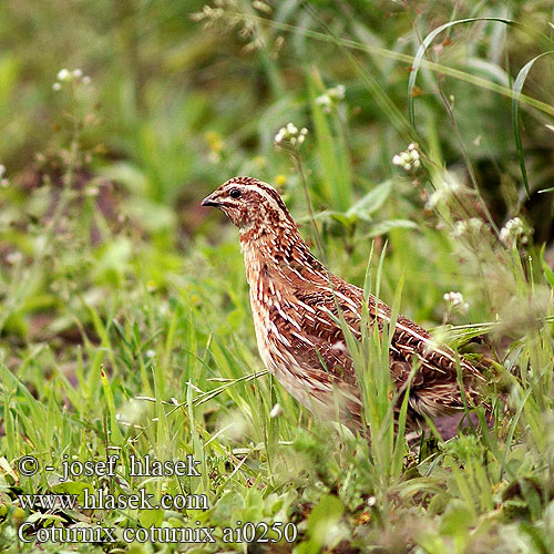 Coturnix coturnix Common Quail Vagtel Viiriäinen Caille des blés Kwartel Quaglia Fürj Europäische Wachtel Przepiórka Prepelica poľná Křepelka polní Codorniz Vaktel 鹌鹑 Перепел ヨアロッパウズラ السمانى Ορτύκι Codorniz Перепел Afrikaanse Kwartel Bıldırcın שליו