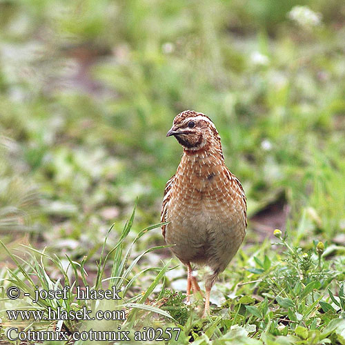 Coturnix coturnix 鹌鹑 Перепел ヨアロッパウズラ السمانى Ορτύκι Codorniz Перепел Afrikaanse Kwartel Bıldırcın שליו Common Quail Vagtel Viiriäinen Caille des blés Kwartel Quaglia Fürj Europäische Wachtel Przepiórka Prepelica poľná Křepelka polní Codorniz Vaktel