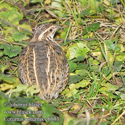 Coturnix coturnix e6503