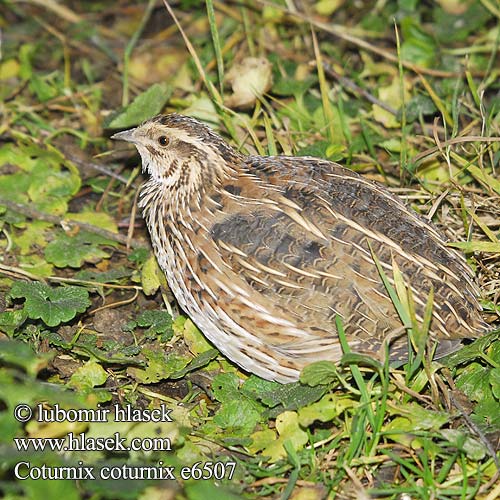 Coturnix coturnix e6507