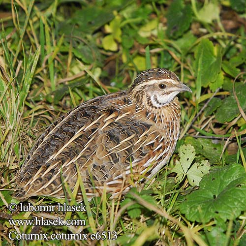 Coturnix coturnix e6513