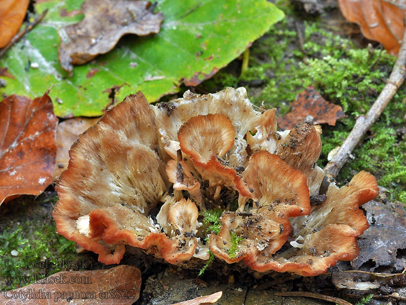 Cotylidia pannosa Lupénka suknovitá