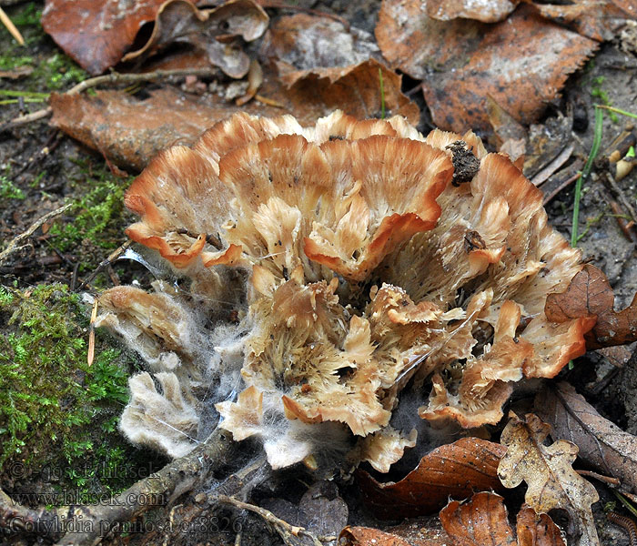 Cotylidia pannosa Striegelige Kreiselpilz