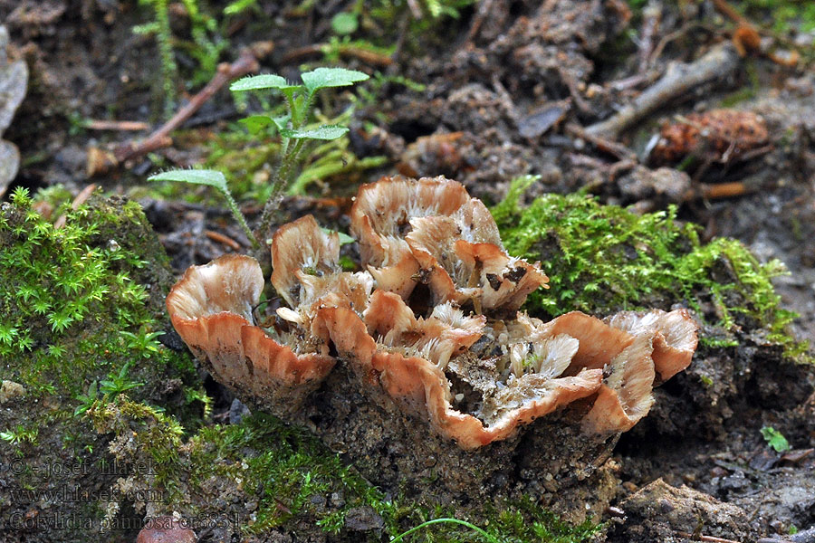 Cotylidia pannosa Czarkówka rozetkowa