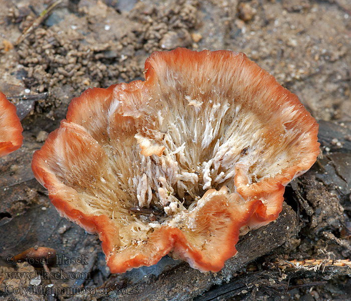 Cotylidia pannosa Lehtotorvikka Woolly Rosette