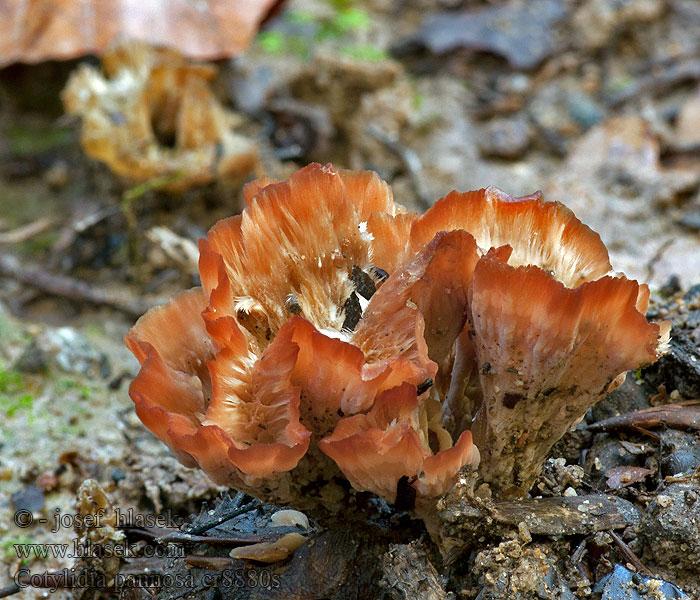 Striegelige Kreiselpilz Cotylidia pannosa