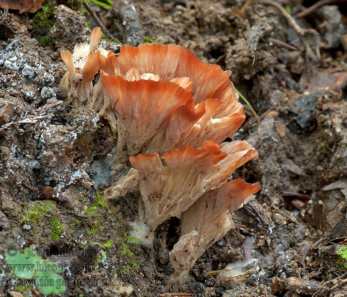 Lehtotorvikka Cotylidia pannosa